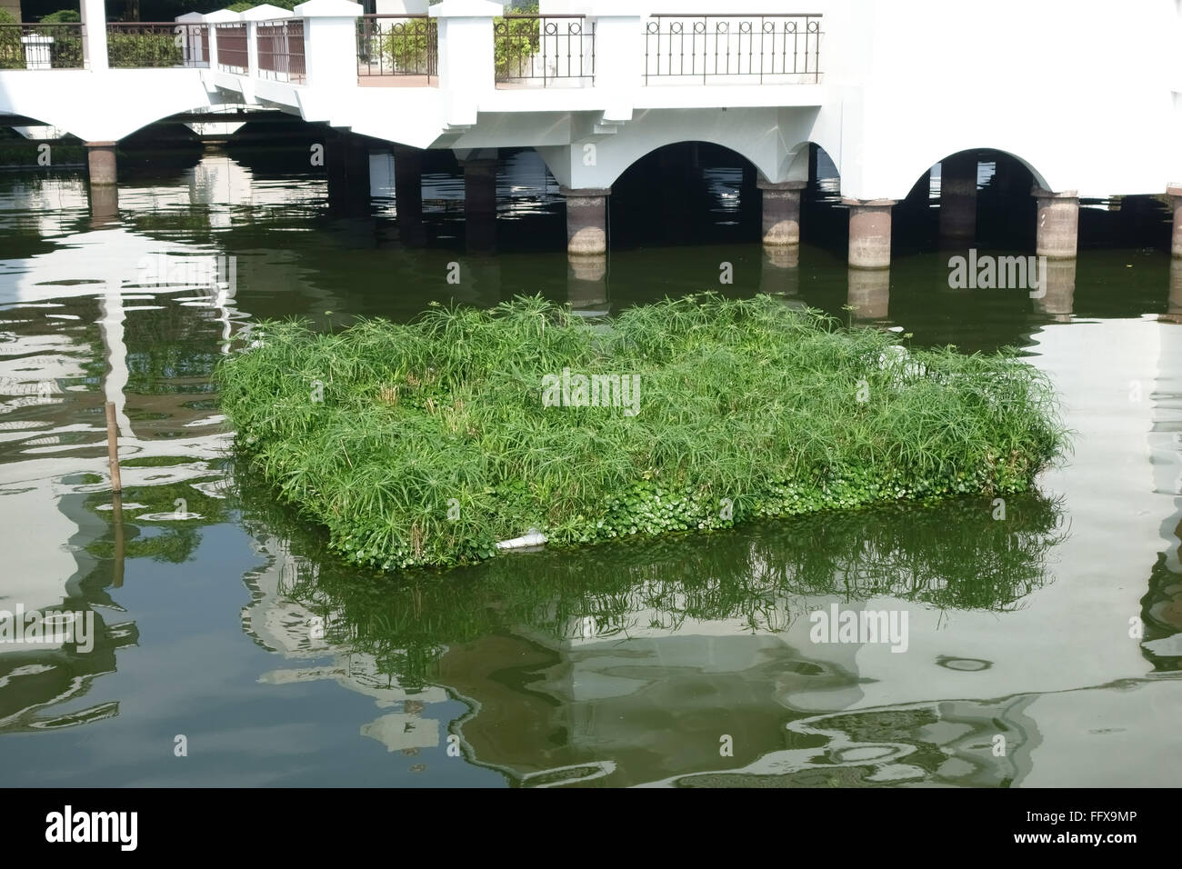 Schwimmende Inseln verschiedener Pflanzen verankert in einem See, Wildtiere, Hanoi, Vietnam, Januar zu gewinnen, Stockfoto
