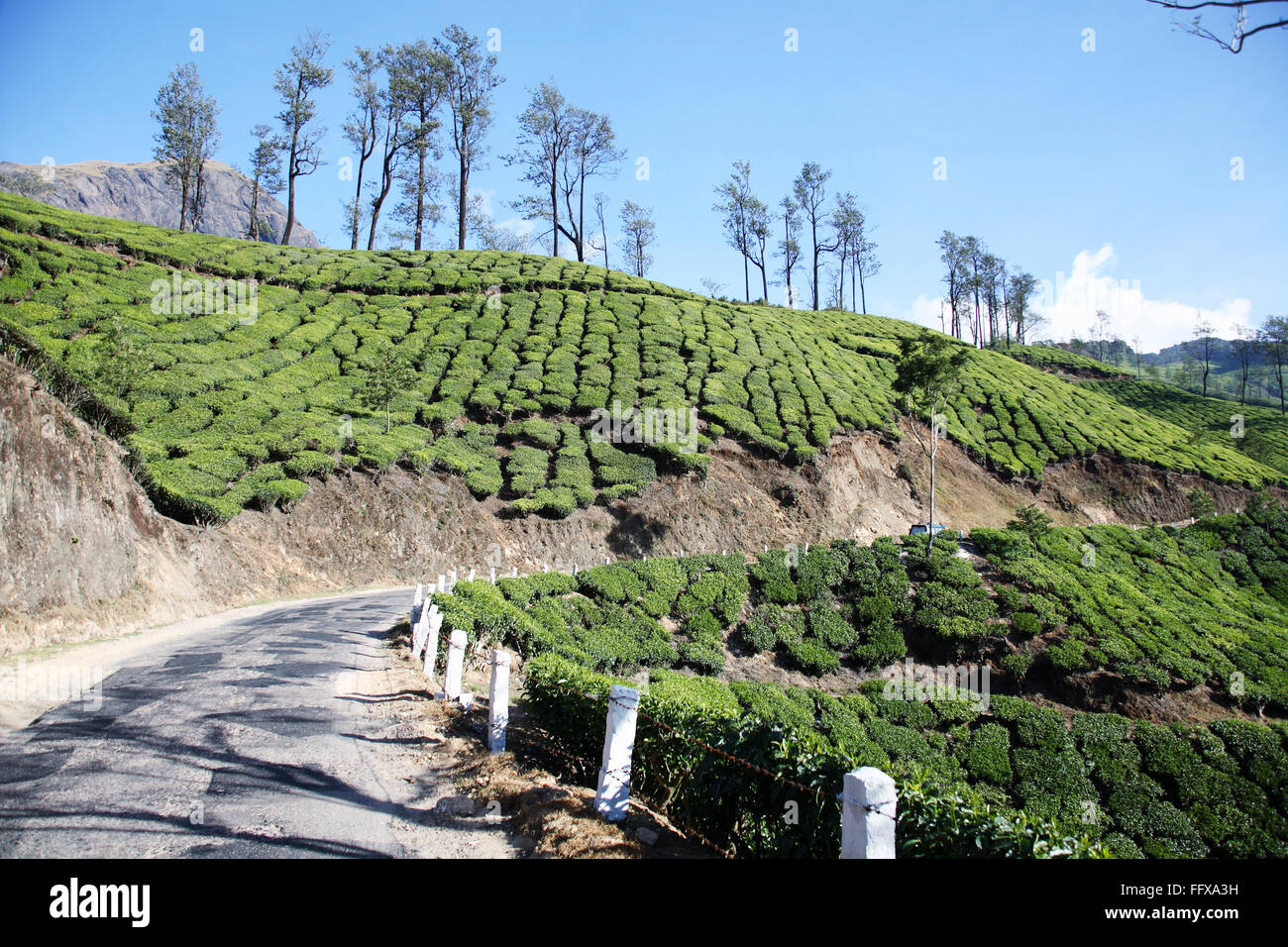 Teeplanzen lateinischer Name Camellia sinensis frisches Laub und zarte Blätter Teegärten beidseitig befahrbare Straße Munnar Kerala Indien Stockfoto