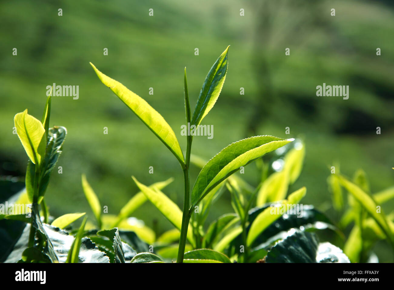 Teepflanze, Teestrub, Teebaum, Camellia sinensis, frisches Laub und zarte Blätter, Teegarten in Munnar , Kerala , Indien , Asien Stockfoto