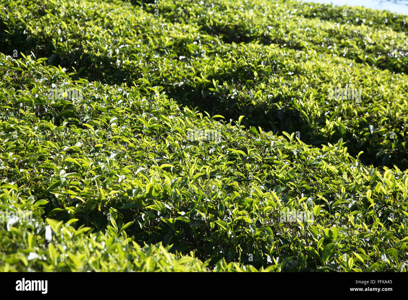 Tee Pflanzen lateinischer Name Camellia Sinensis frisches Laub und zarte Blätter, Teegärten in Munnar, Kerala, Indien Stockfoto