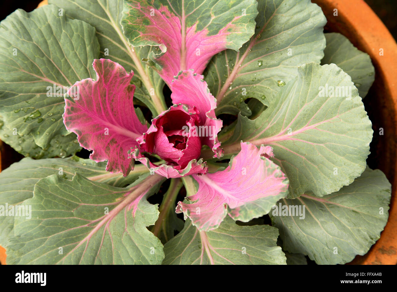 Grünkohl oder ornamentalen Kohl lateinischen Namen Brassica Oleracea Arten blühen Stockfoto
