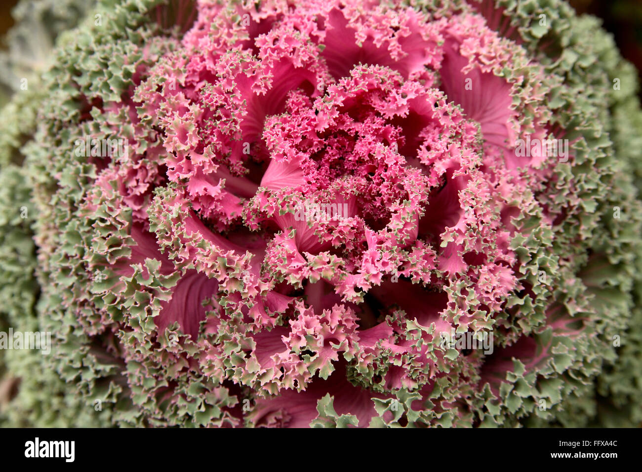 Grünkohl oder ornamentalen Kohl lateinischen Namen Brassica Oleracea Arten blühen Stockfoto