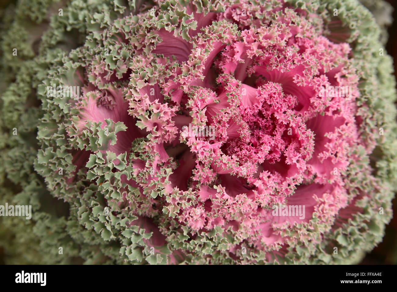 Grünkohl oder ornamentalen Kohl lateinischen Namen Brassica Oleracea Arten blühen Stockfoto