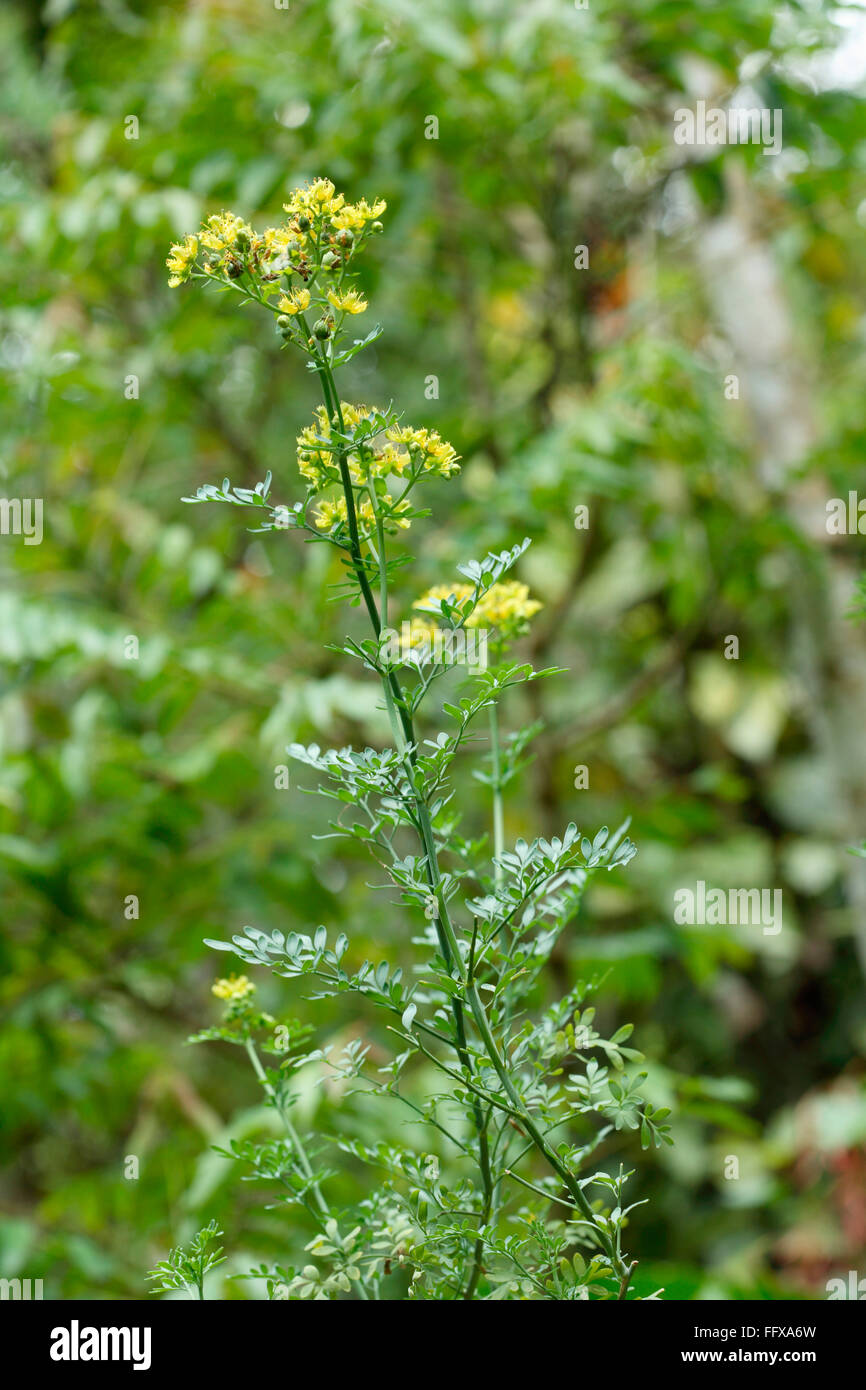Heilpflanzen und Blumen Arutha botanischen Namen Ruta Graveolens Stockfoto