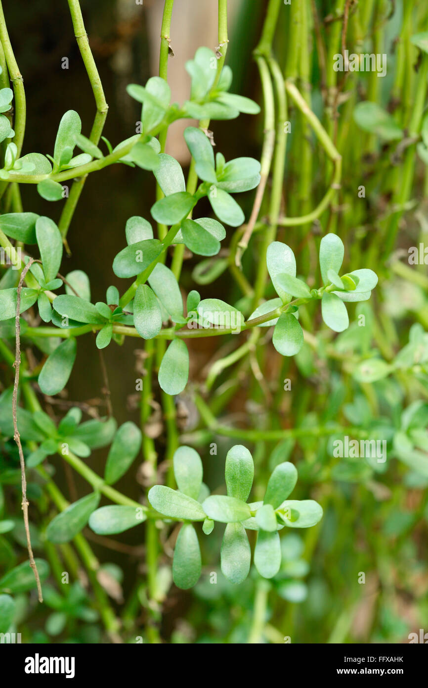 Ayurveda-Medizin, Heilpflanze Brahmi Pflanze indischen Namen Brahmi  botanischen Namen Bacopa monnieri Stockfotografie - Alamy