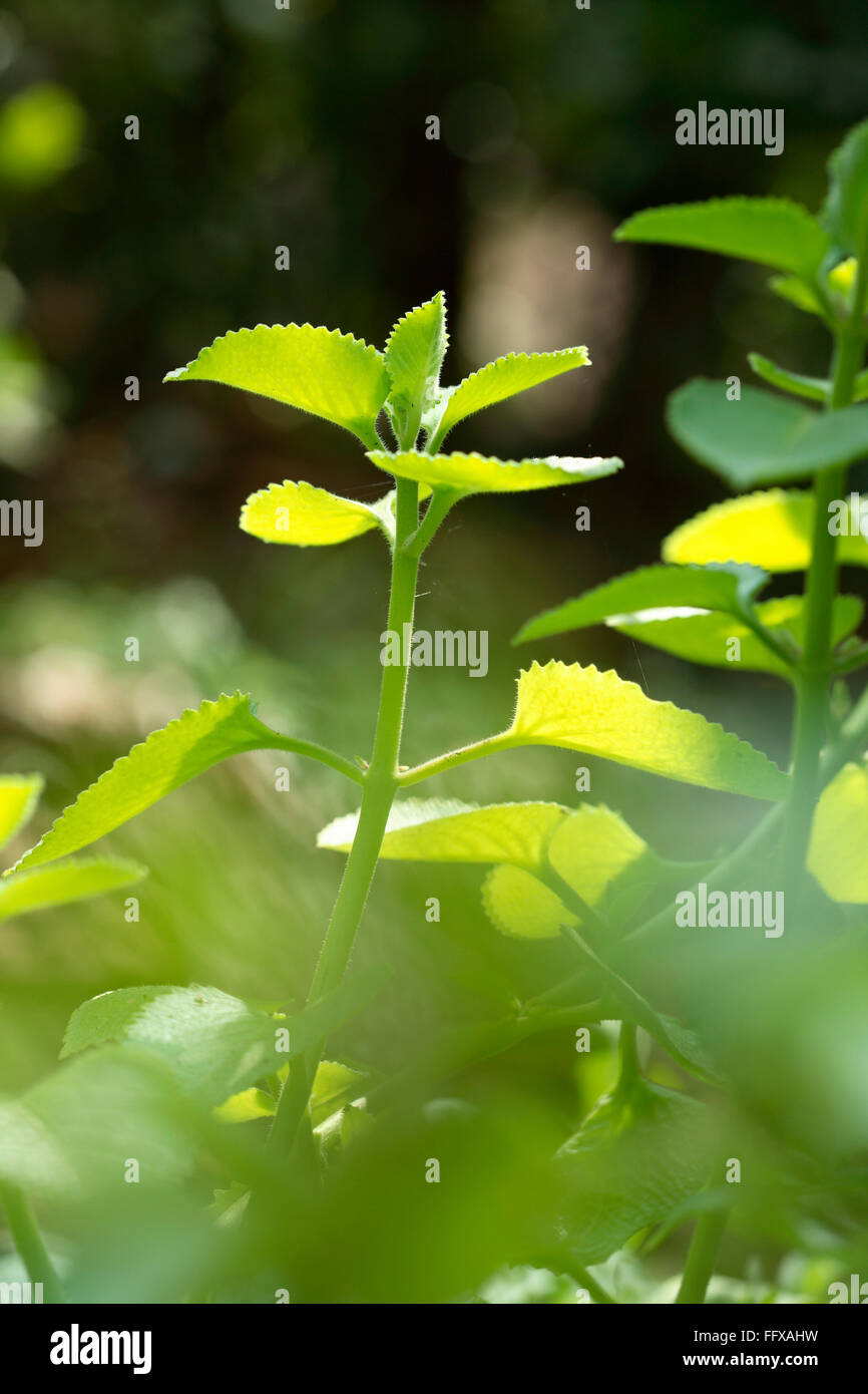 Heilpflanzen, ayurvedische Heilpflanze indianischer Name Pashanbheda botanischen Namen Coleus Aromaticus Stockfoto