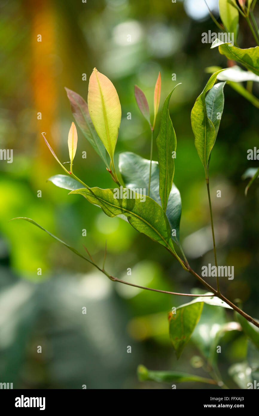 Gewürz, Heilpflanze gemeinsamen Namen Nelken botanische Name Syzygium Aromaticum L Stockfoto