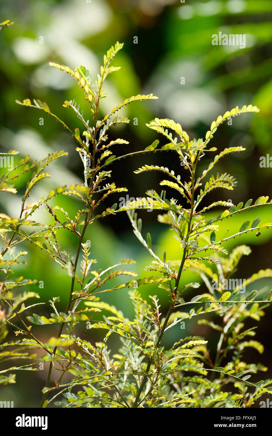Indischen Hindi Namen Bhuiamla Heilpflanze botanischen Namen Phyllanthus Niruri Stockfoto