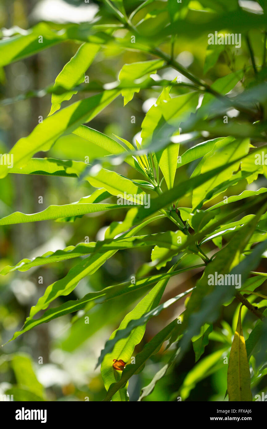 Lokaler Name Heilpflanze in Munnar Kerala Analivagam botanischen Namen Pittosporum Tetraspermum Stockfoto