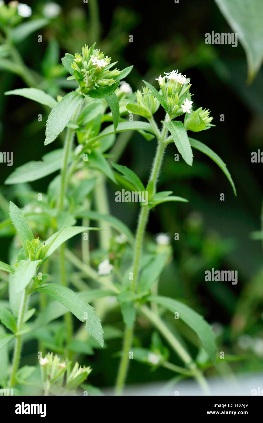 Pflanze, Kraut natürliche süße Pflanze Blättern verbreitete Namen Stevia Zucker Pflanze botanischen Namen zusammengesetzten Rebaudiana Bertoni Stockfoto