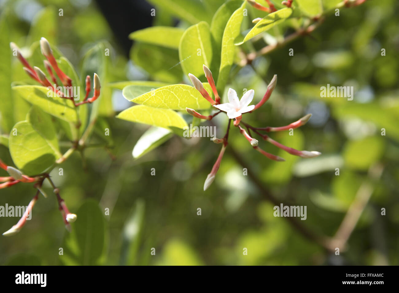 Carissa canjasta, Carissa carandas, Karonda, Christdorn, Carandas Pflaume, karanda, Natal Plum, Vengurla, Maharashtra, Indien, Asien Stockfoto