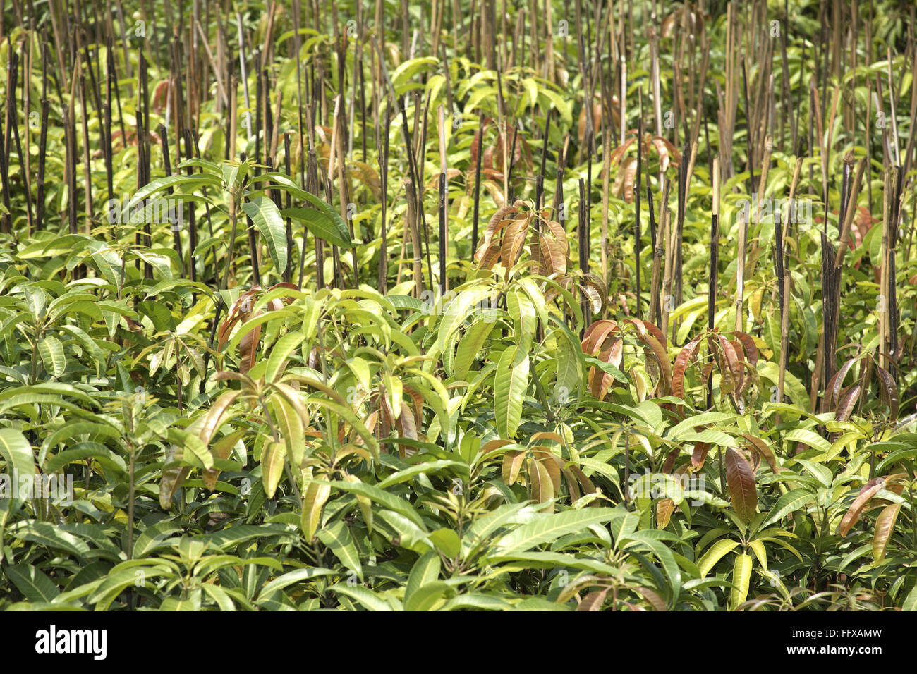 Mangopflanzenschule, Mangifera indica, Maharashtra, Indien, Asien Stockfoto