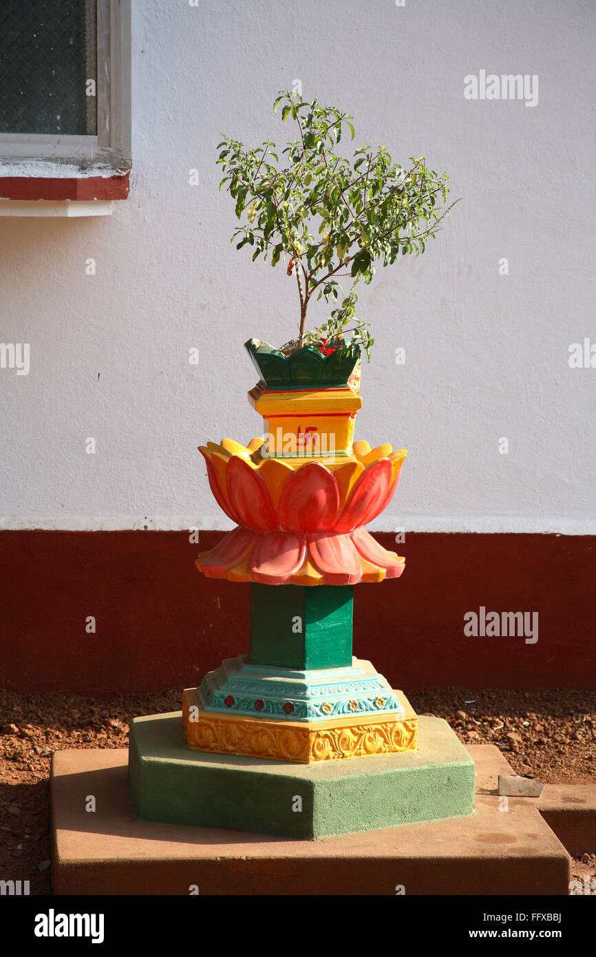 Tulsi Vrindavan vor dem Haus, Heilpflanze, heiliges Basilikum, lateinischer Name Ocimum Sanctum, Indien Stockfoto