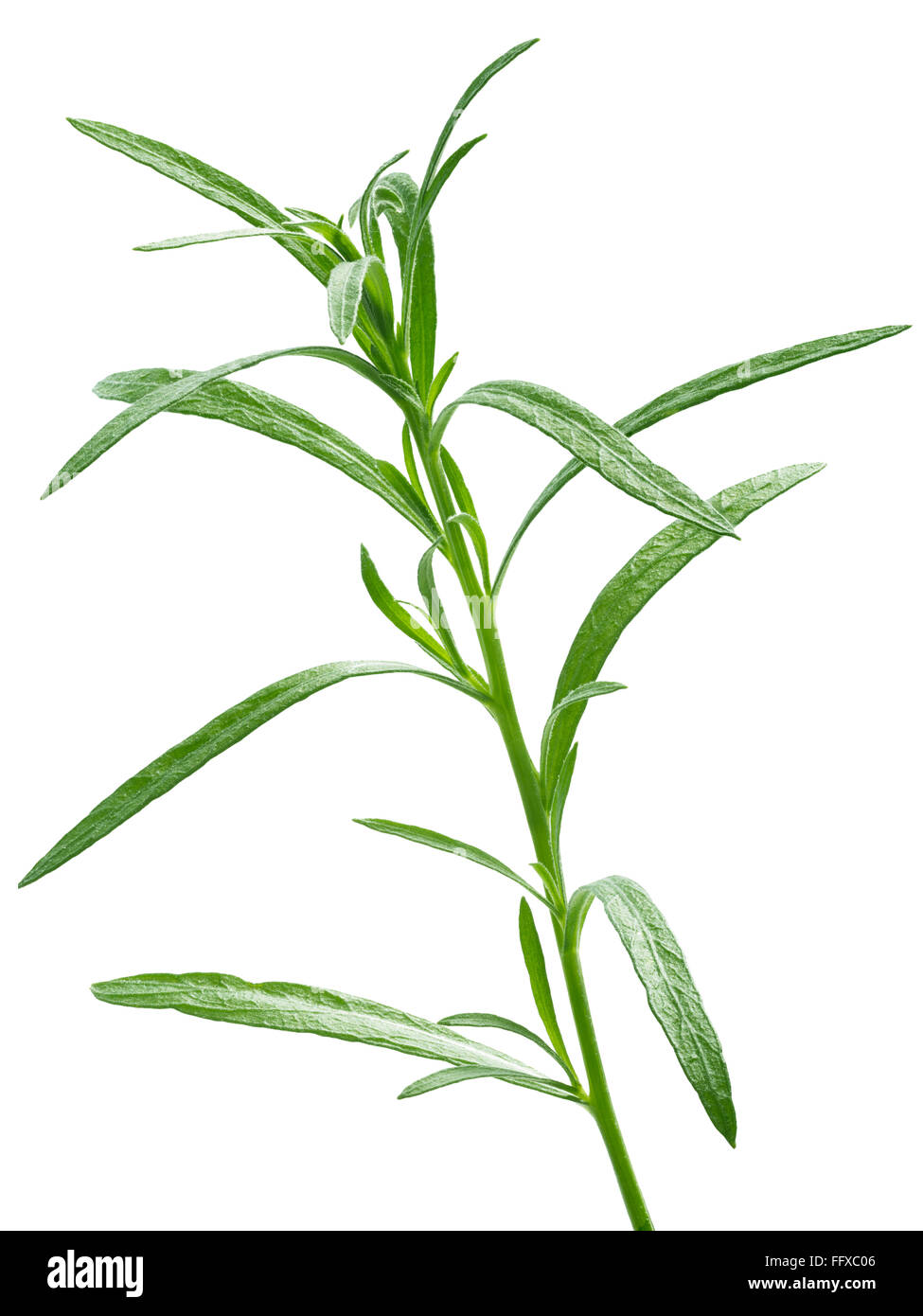 Frischen Estragon (Artemisia Dracunculus). Aromatisches Kraut fein. Clipping-Pfad, unendliche DOF, hoch detaillierte, verbesserte Farbe Stockfoto