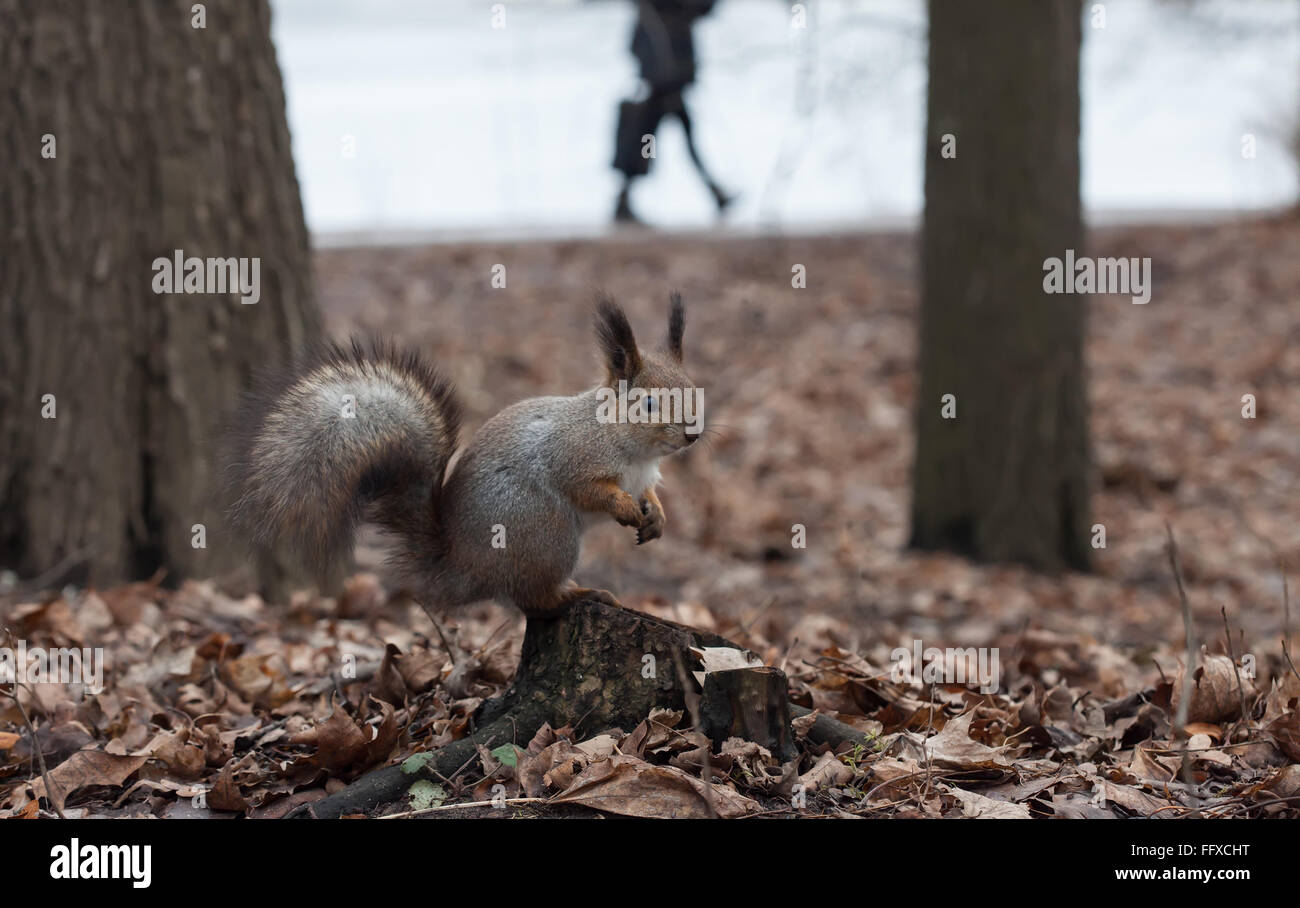 Eichhörnchen sitzend auf einer stumpf-Nahaufnahme Stockfoto