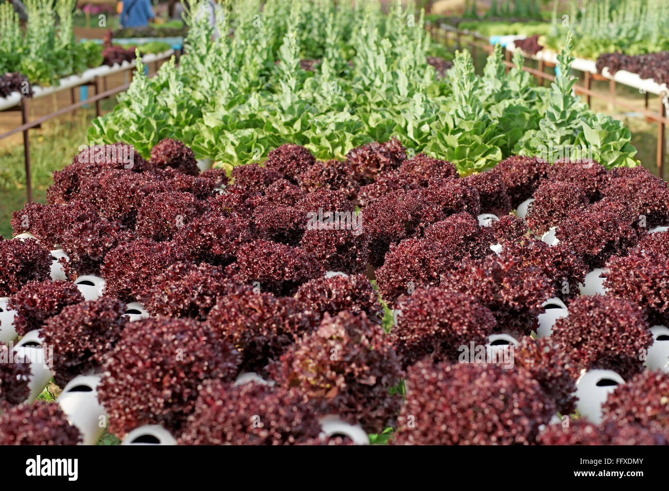 Bio-Hydrokultur Gemüse im Garten Stockfoto