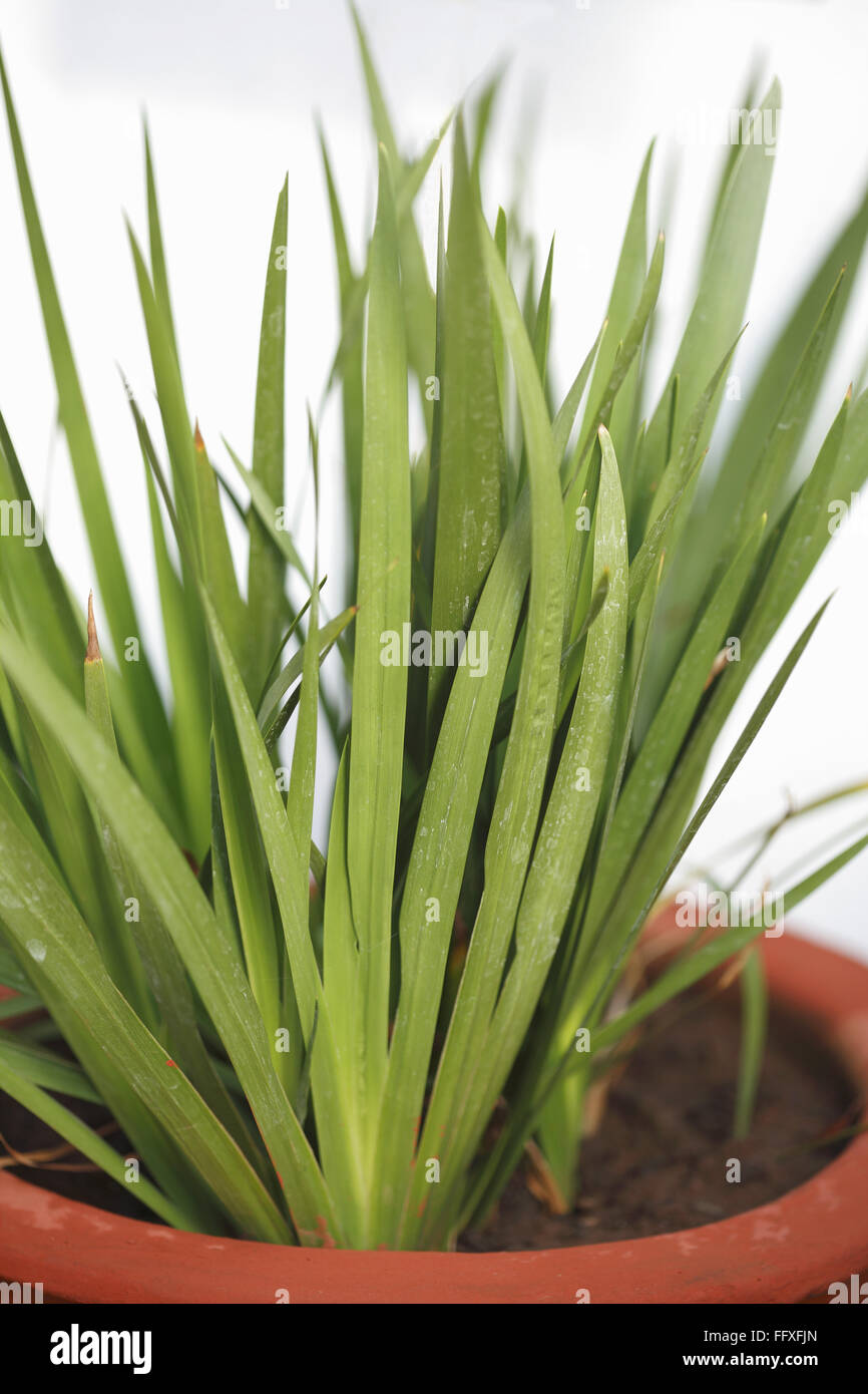Heilpflanze Vacha Vekhand Bhadra Vacha Ugragandha Kalmus Acorus Calamus Linn Stockfoto
