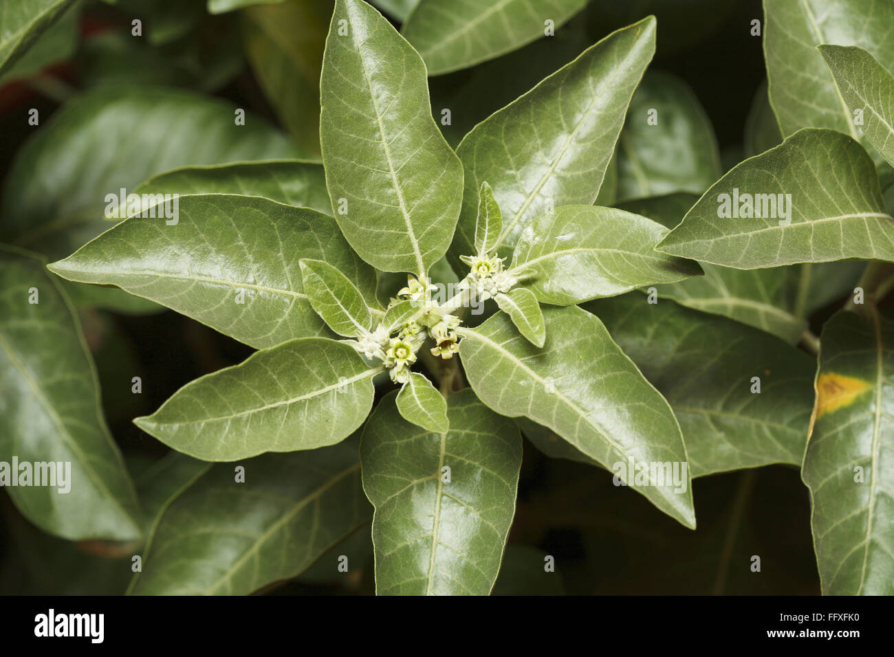 Heilpflanze Ashwagandha Withania somnifera - ang 206079 Stockfoto