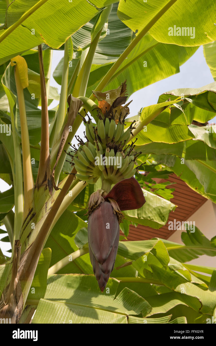 Lady-Finger oder Zucker Bananen, Musa Acuminata, grüne Früchte und männliche Blüte an der Pflanze, Bangkok, Thailand Stockfoto