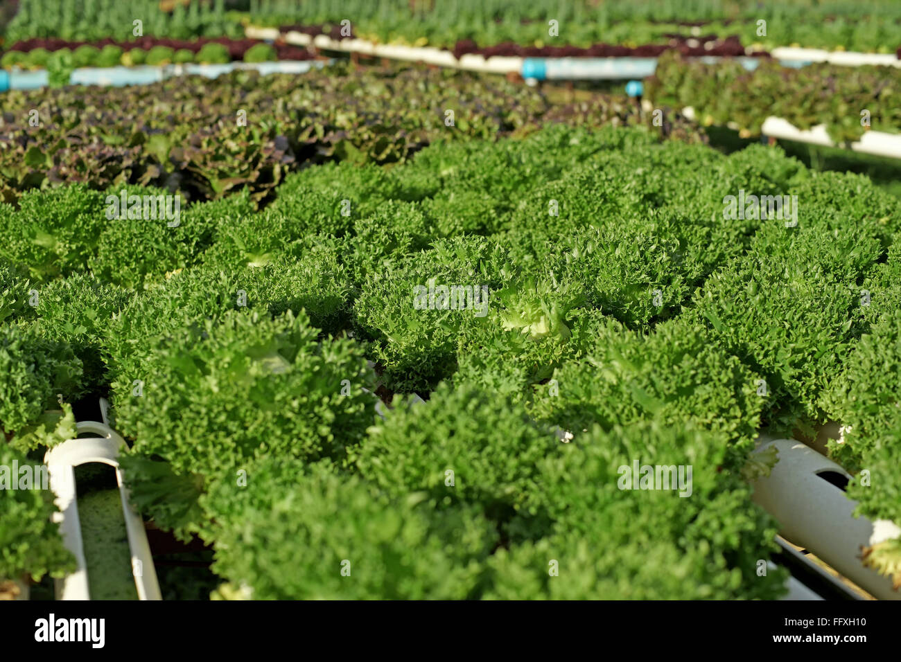 Bio-Hydrokultur Gemüse im Garten Stockfoto