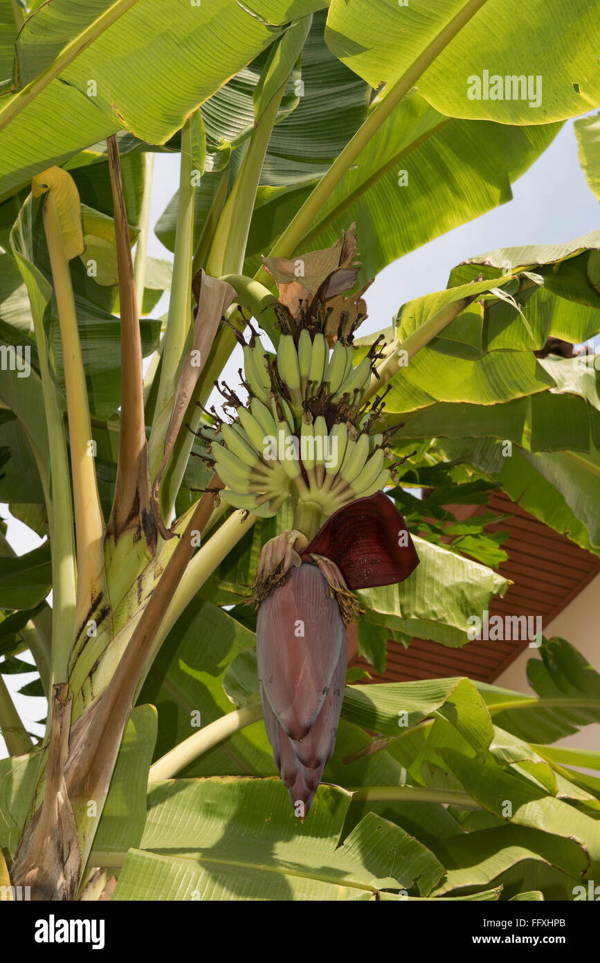 Lady-Finger oder Zucker Bananen, Musa Acuminata, grüne Früchte und männliche Blüte an der Pflanze, Bangkok, Thailand Stockfoto
