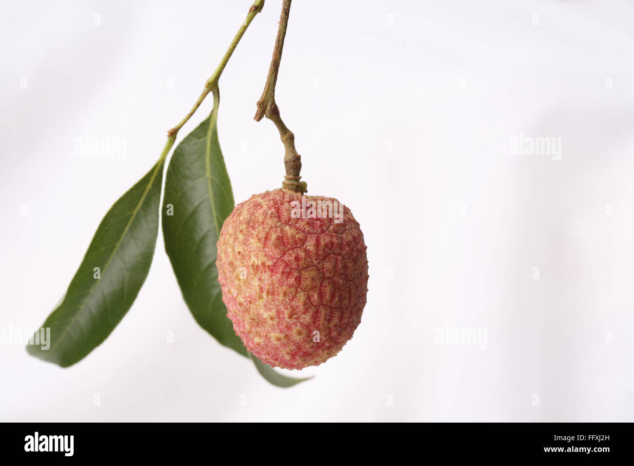 Früchte, Blätter Litschi mit Litschi Chinensis hängen vor weißem Hintergrund Stockfoto