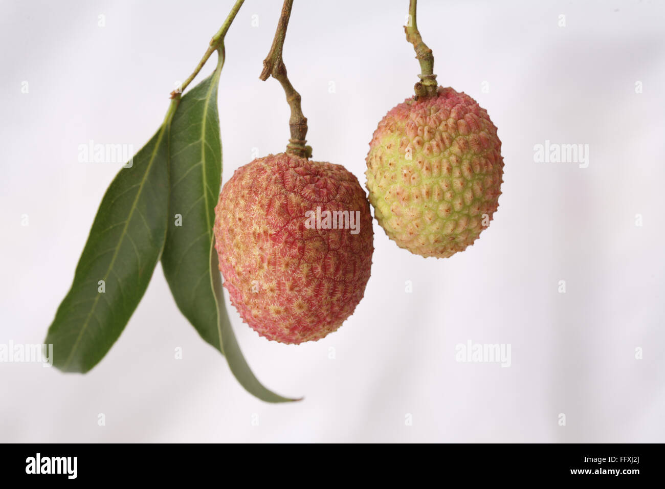 Litchi Lychee Frucht mit Blättern Litchi chinensis, die auf weißem Hintergrund hängen Stockfoto