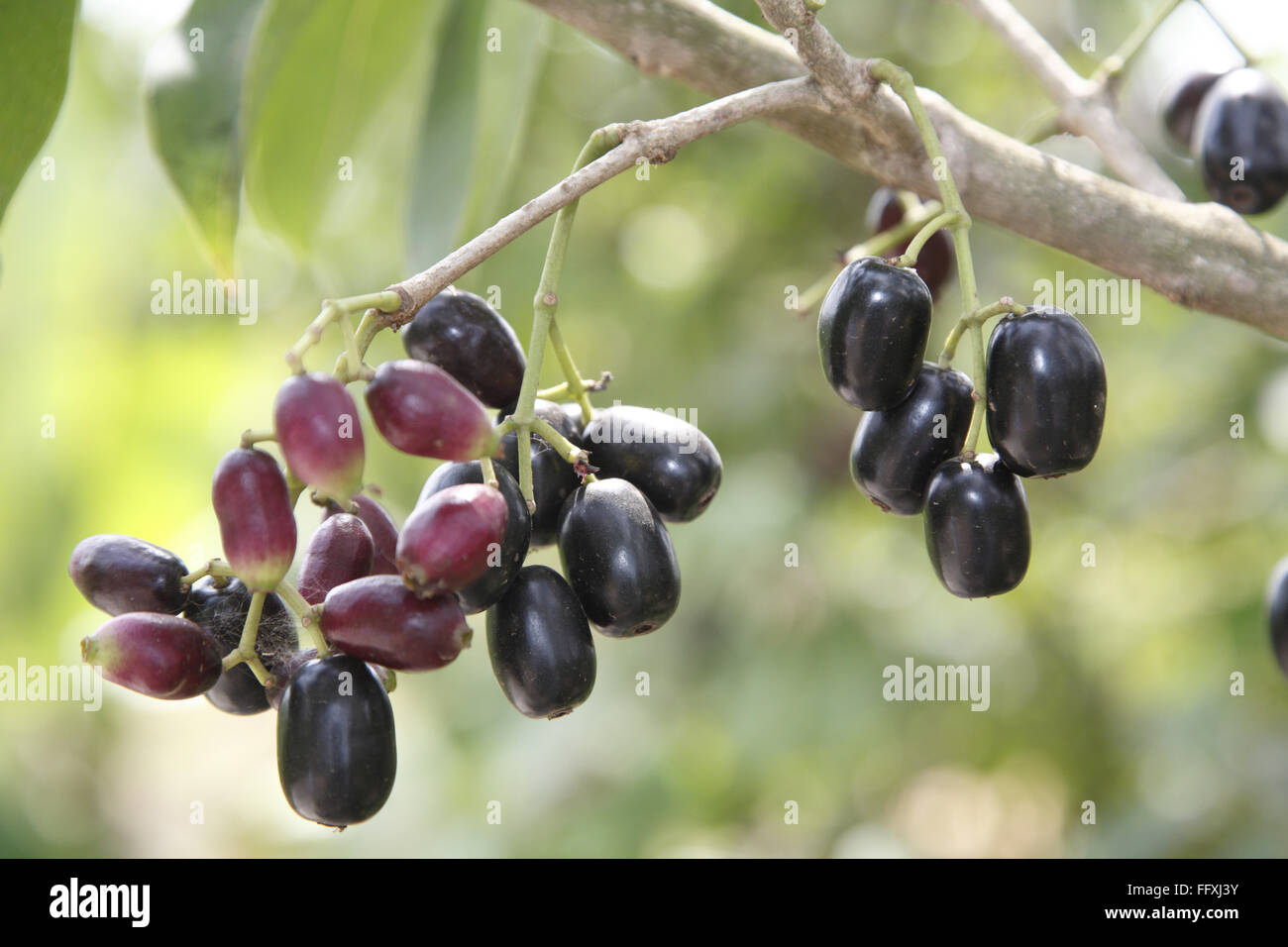 Fruit Jambul Jamun Jamblang Syzygium cumini wächst auf Baumzweigen Stockfoto