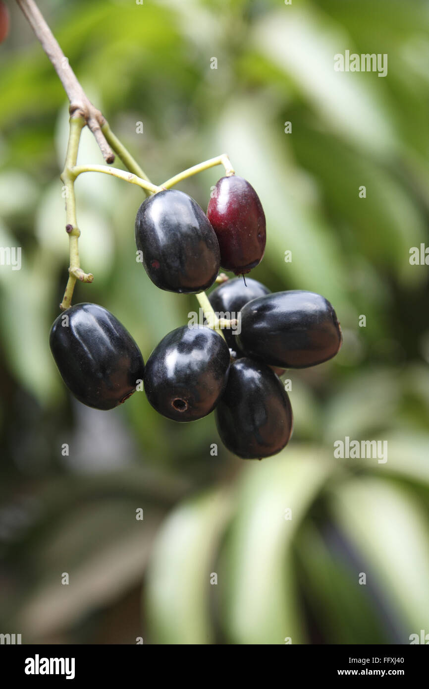 Obst, Jambul Jamun oder Jamblang Syzygium Cumini auf Ast Stockfoto