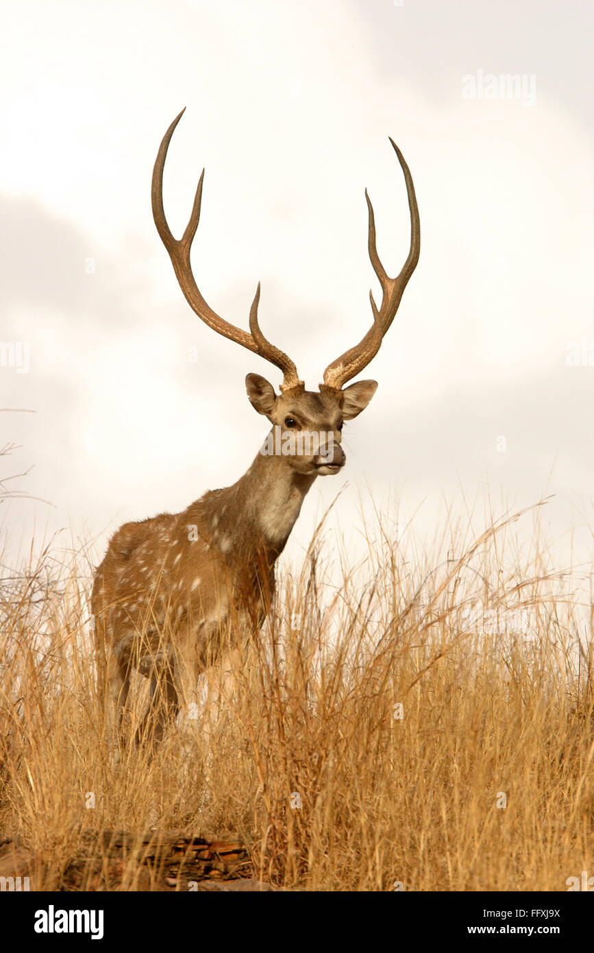 Männliche Chital oder gefleckte Rehe Achse, Ranthambore Nationalpark, Rajasthan, Indien Stockfoto