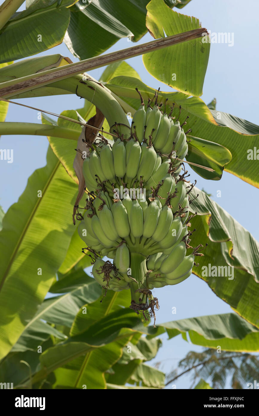 Lady-Finger oder Zucker Bananen, Musa Acuminata, grüne Früchte an der Pflanze, Bangkok, Thailand Stockfoto