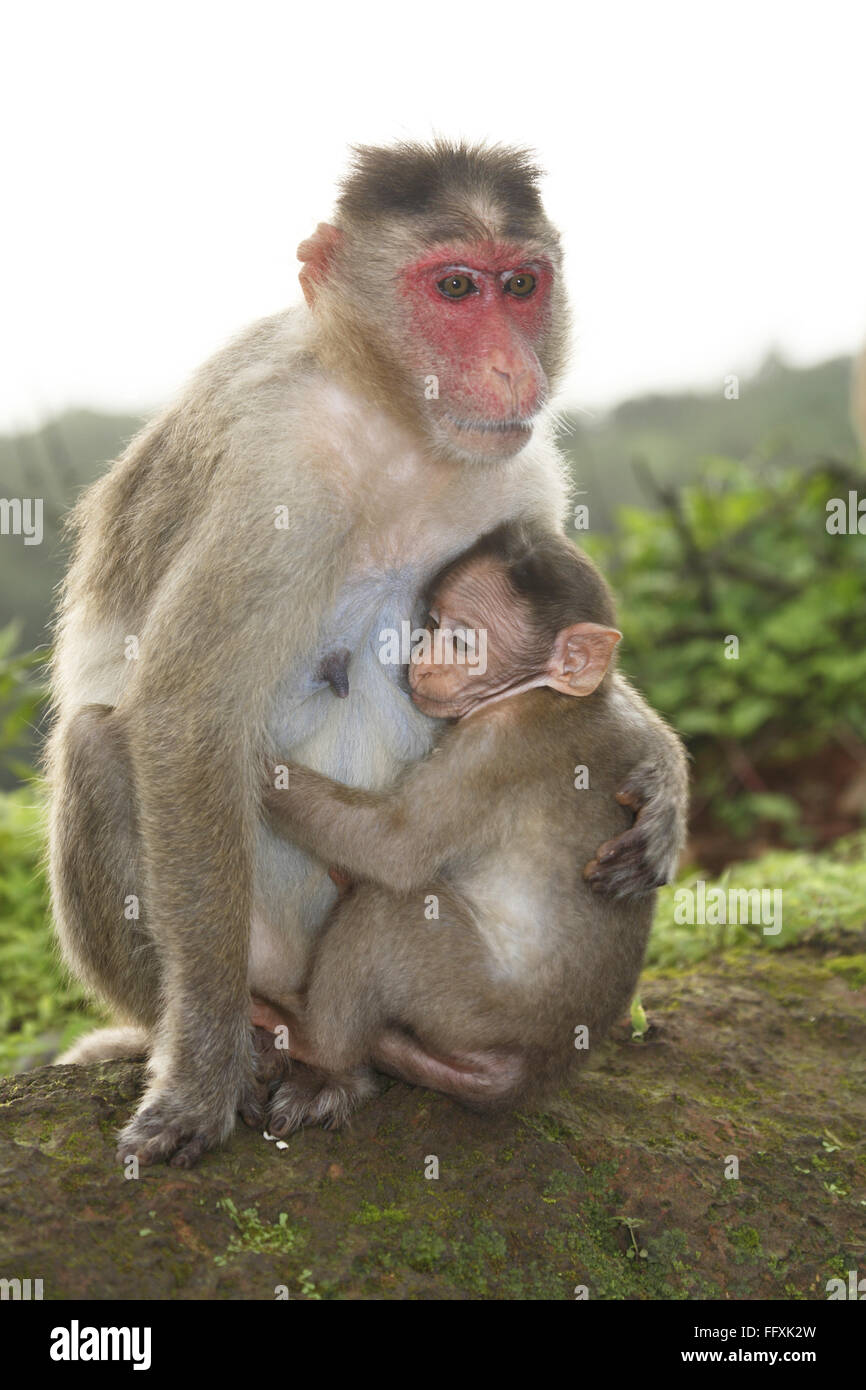 Rosige Gesicht indische Affe mit umarmt Baby auf Amboli Bergstation, Sindhudurga, Maharashtra, Indien Stockfoto