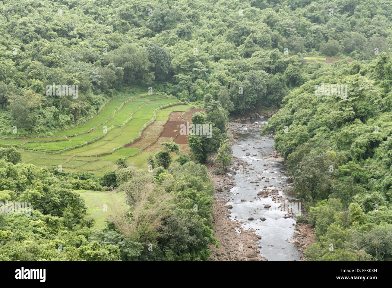 Luftaufnahme des dichten Wald Stockfoto