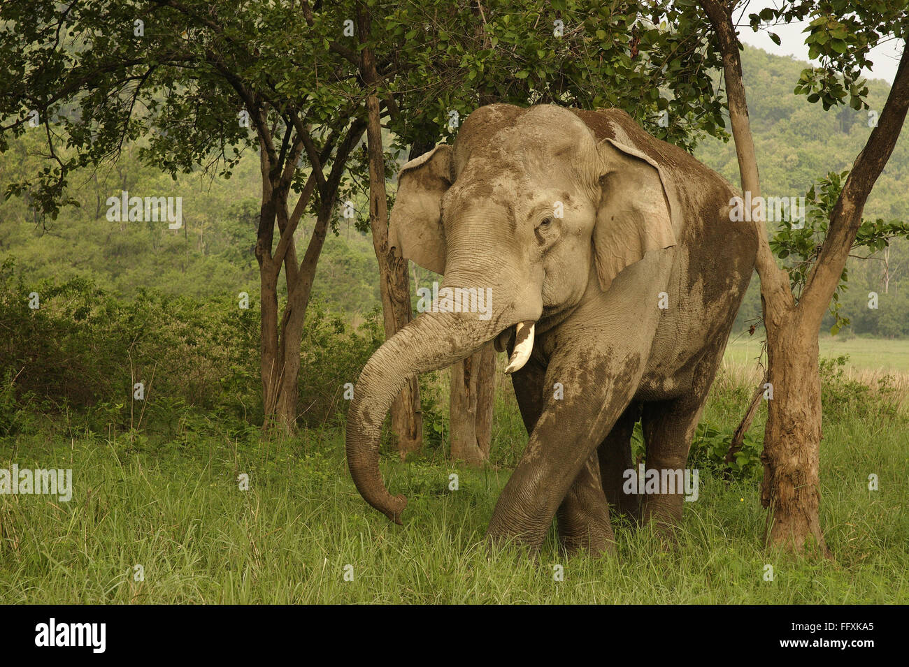 Asiatischer Elefant Elephas Maximus bedeckt im Schlamm, Corbett Tiger Reserve, Uttaranchal, Indien Stockfoto