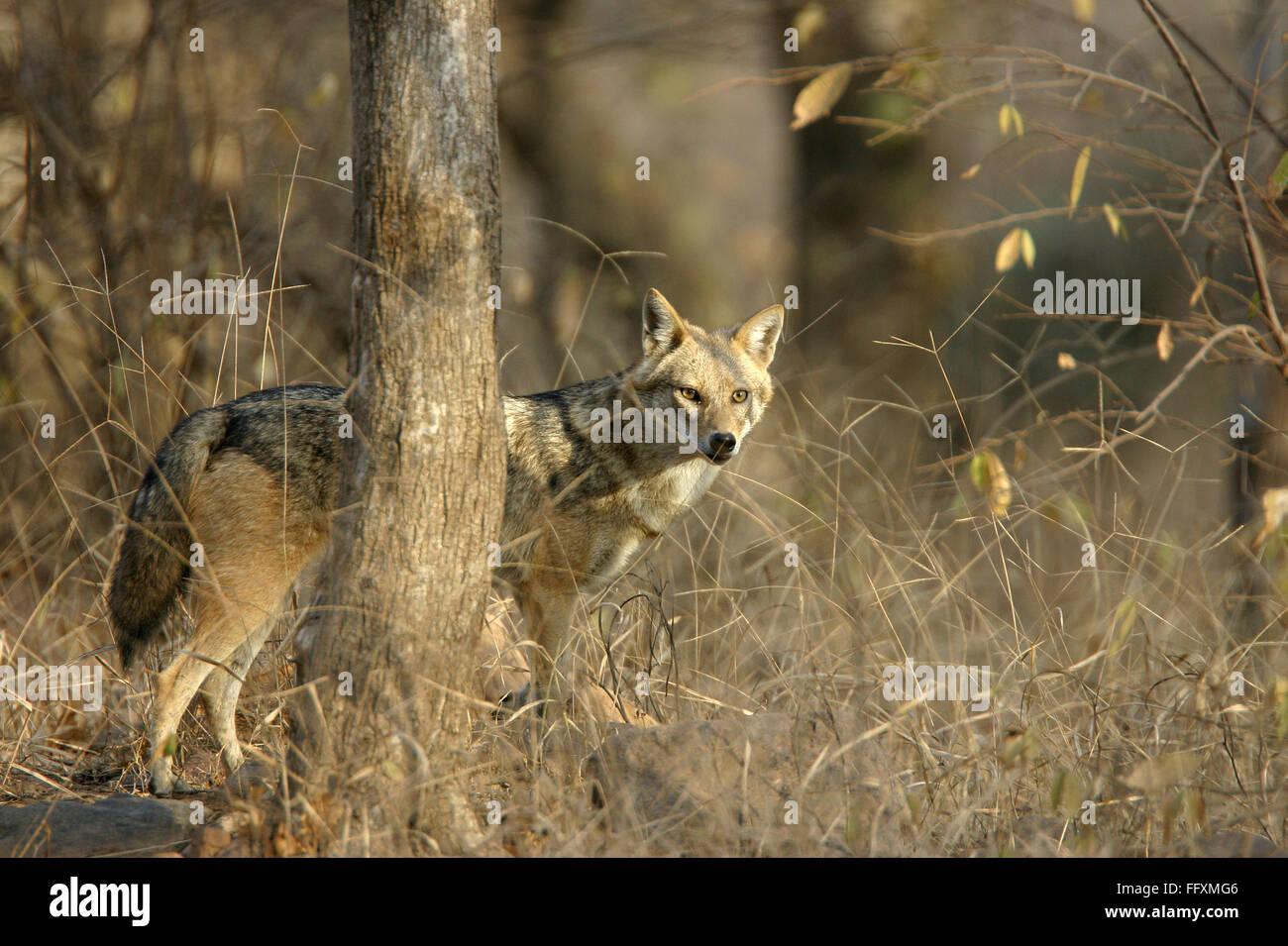 Goldene Schakal Canis Aureus im Ranthambore Tiger Reserve National Park, Rajasthan, Indien Stockfoto
