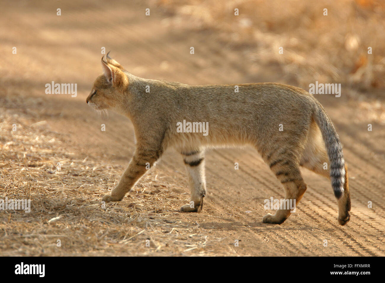 Dschungel Katze Felis Chaus Wandern, Ranthambore Nationalpark, Rajasthan, Indien Stockfoto