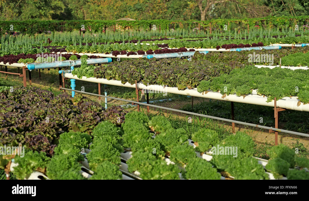 Bio-Hydrokultur Gemüse im Garten Stockfoto