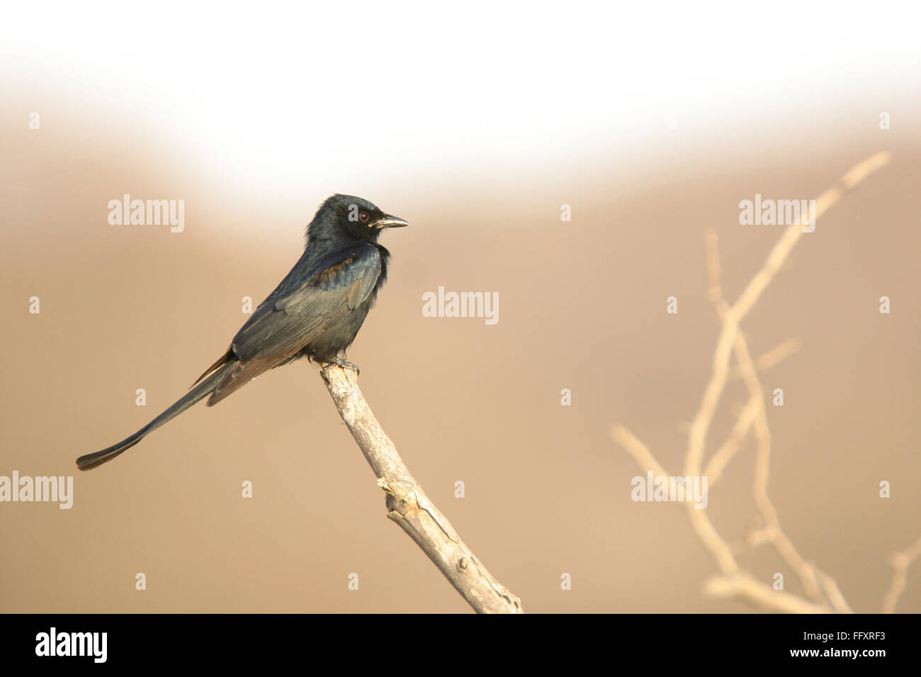 Vogel, schwarzer Drongo Dicrurus Macrocercus, Nationalpark Ranthambore Tiger Reserve, Rajasthan, Indien Stockfoto