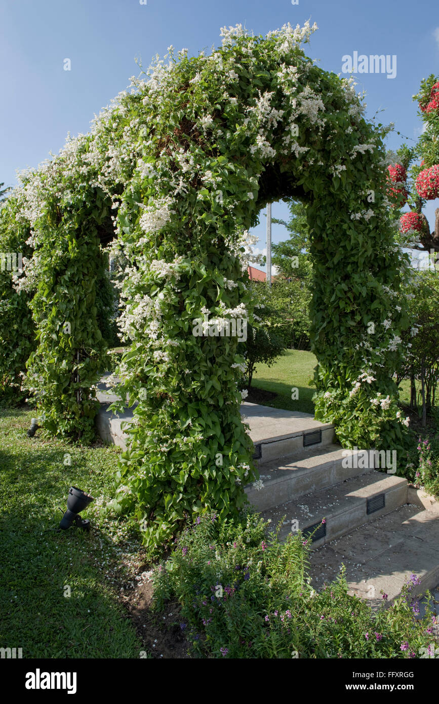 Ornamentale Garten Bogen unterstützen eine russische Rebe, Fallopia Baldschuanica in Blüte, Bangkok, Thailand Stockfoto