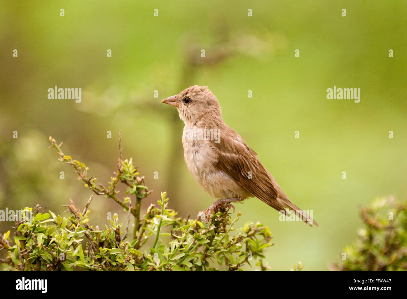 Haussperling kleiner Vogel im nest Stockfoto