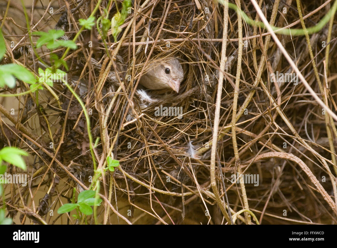 Haussperling kleiner Vogel im nest Stockfoto