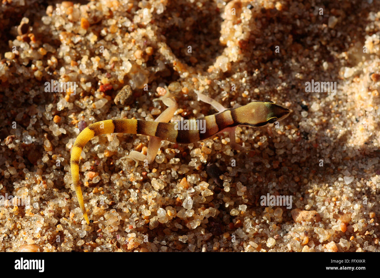 Reptilien, persische Zwerg Sand Gecko, Ranthambore Tiger reserve, Rajasthan, Indien Stockfoto