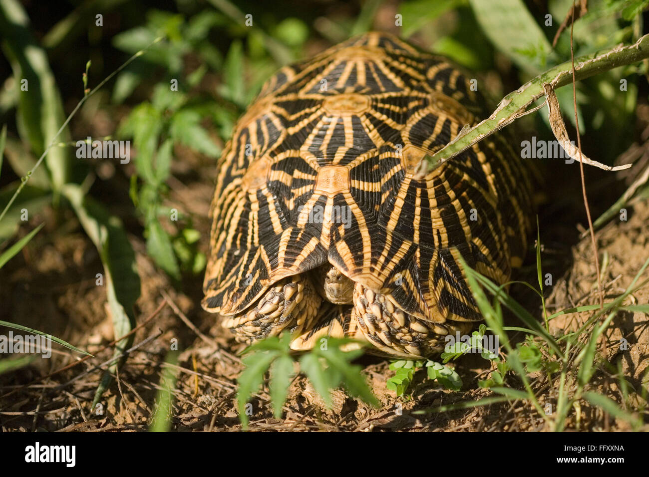 Reptilien, Star Schildkröte Ranthambore Tiger reserve, Rajasthan, Indien Stockfoto