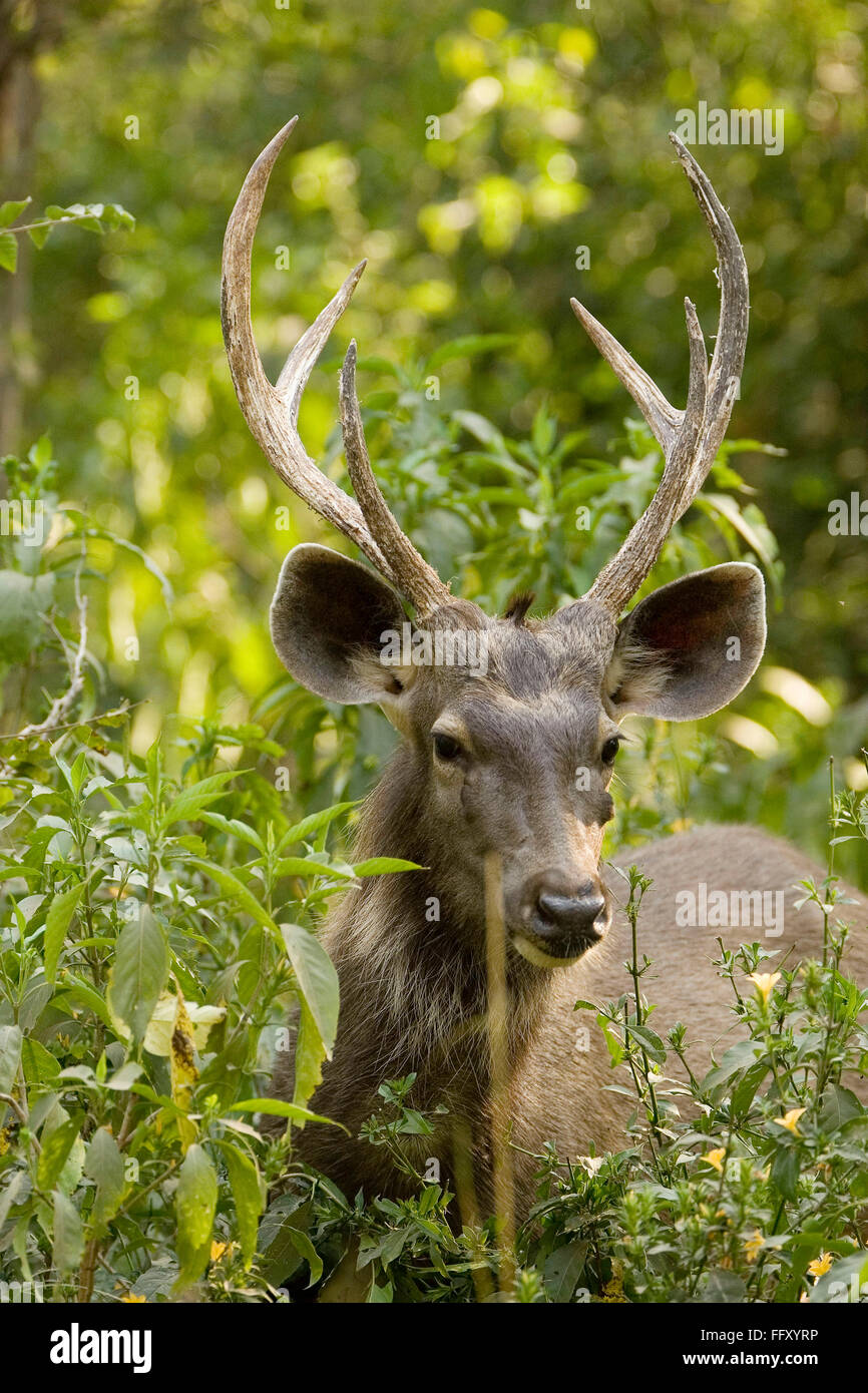 Sambar Cervus unicolor in Ranthambore Nationalpark, Rajasthan, Indien Stockfoto