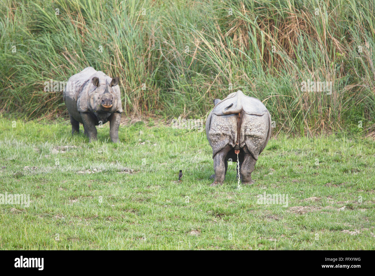 Rhino urinierte Rhinoceros Unicornis im Kaziranga Nationalpark, Assam, Indien Stockfoto