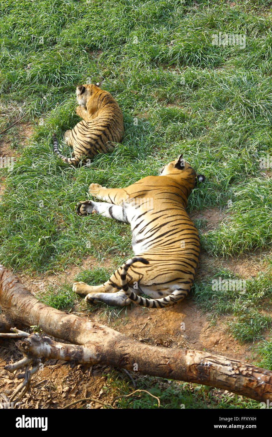 Siesta-Zeit für Bengal-Tiger-Panthera Tigris in Guwahati Zoo, Assam, Indien Stockfoto
