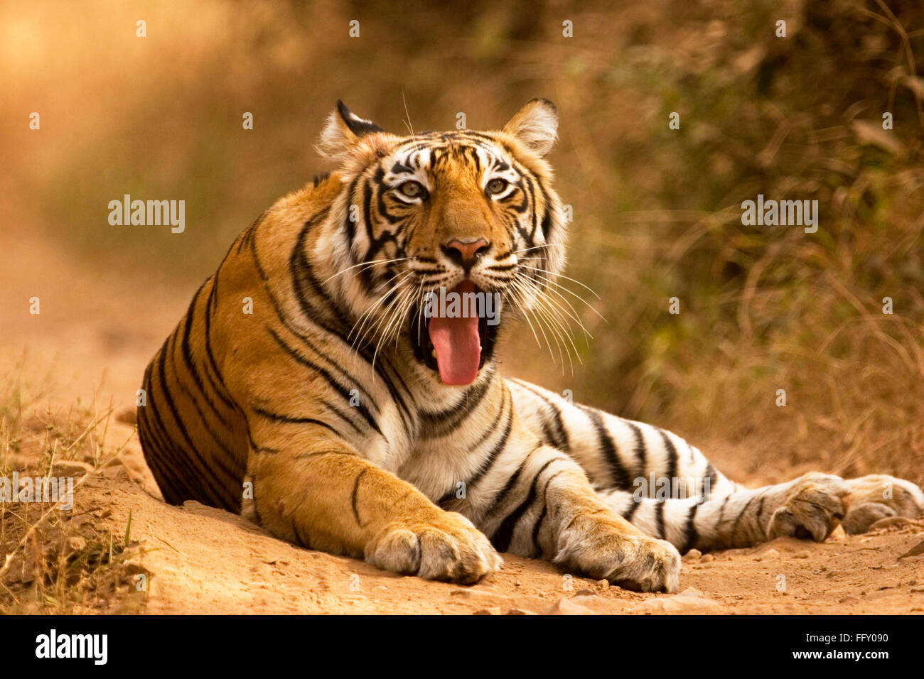 Tiger Panthera Tigris Zunge heraus im Ranthambore Nationalpark, Rajasthan, Indien Stockfoto