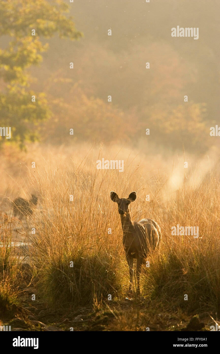 Sambar Cervus unicolor in Ranthambore Nationalpark, Rajasthan, Indien Stockfoto