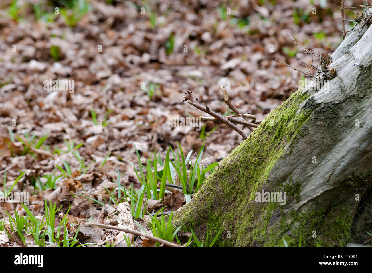 Hintergrundbild mit textfreiraum von einem Waldboden Stockfoto