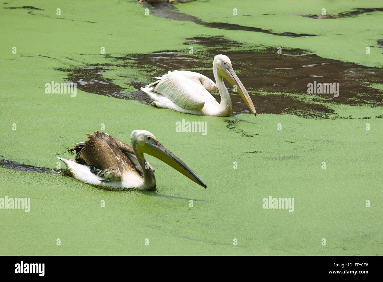 Wasservogel, paar Pelikane Pelecanidae Pelecanus Onocrotalus in Teich in Guwahati Zoo, Assam, Indien Stockfoto